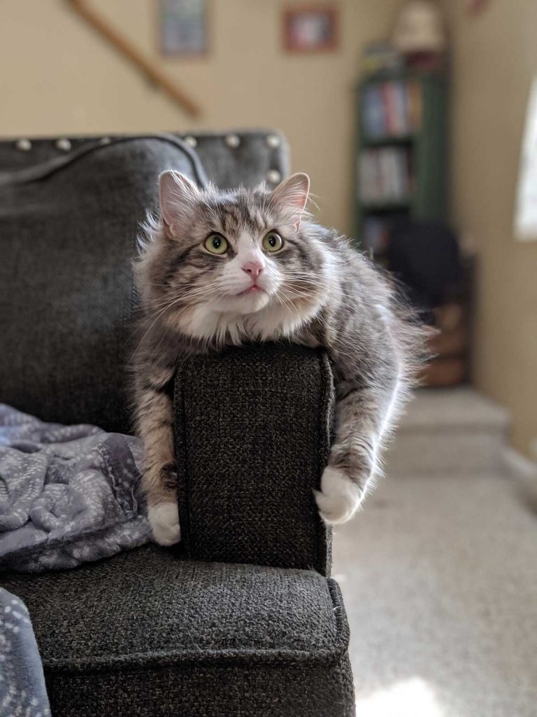 macskakarmolás álló bútorkárpit
