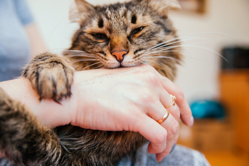 Women's,hands,hold,a,fluffy,cat.,the,owner,strokes,the