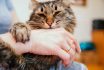 Women's,hands,hold,a,fluffy,cat.,the,owner,strokes,the