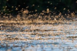 Annual,swarm,of,long Tailed,mayfly,on,tisza,river,in,serbia.