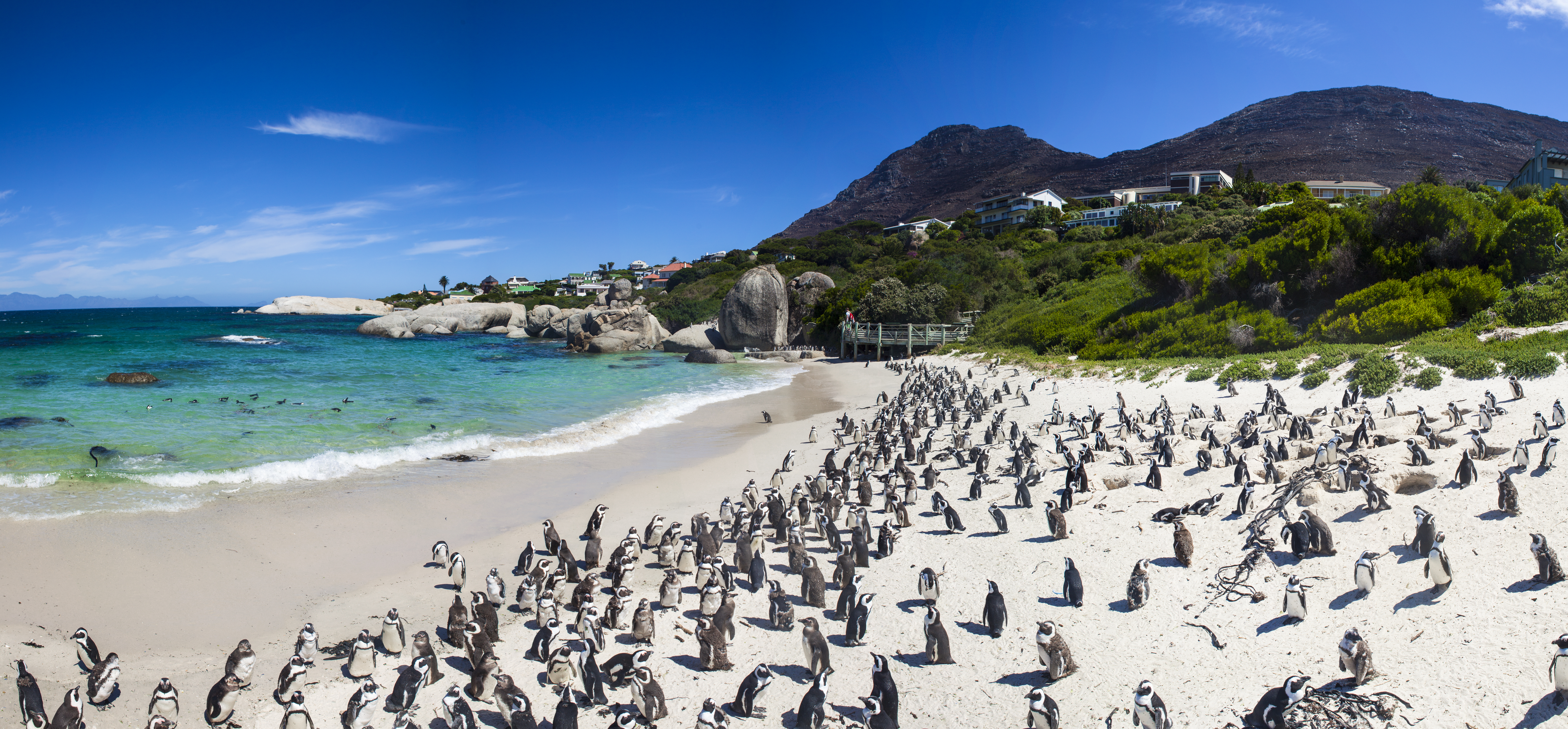 Penguins,at,boulders,beach,in,simons,town,,cape,town,,africa