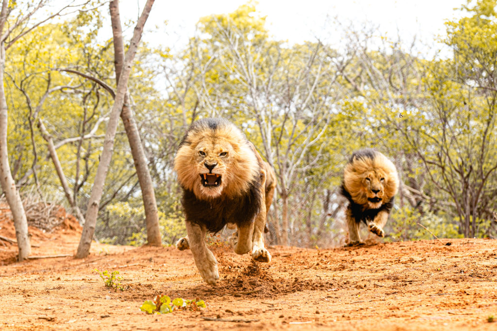 Angry,lions,hunting,their,prey