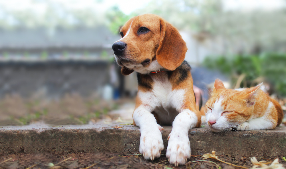Beagle,dog,and,brown,cat,lying,together,on,the,footpath
