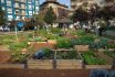 Urban,horticulture, ,community,garden,in,central,square,of,the