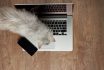 Kitty,walking,on,modern,laptop,keyboard,above,top,view