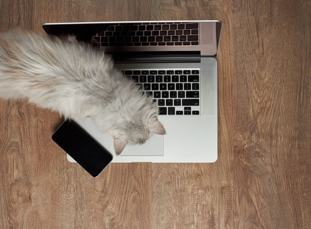 Kitty,walking,on,modern,laptop,keyboard,above,top,view
