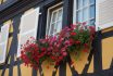 Closeup,of,red,geraniums,on,medieval,building,facade,in,the