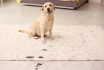 Cute,dog,leaving,muddy,paw,prints,on,carpet