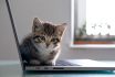 Small,striped,kitten,sitting,on,laptop,keyboard,and,looking,at