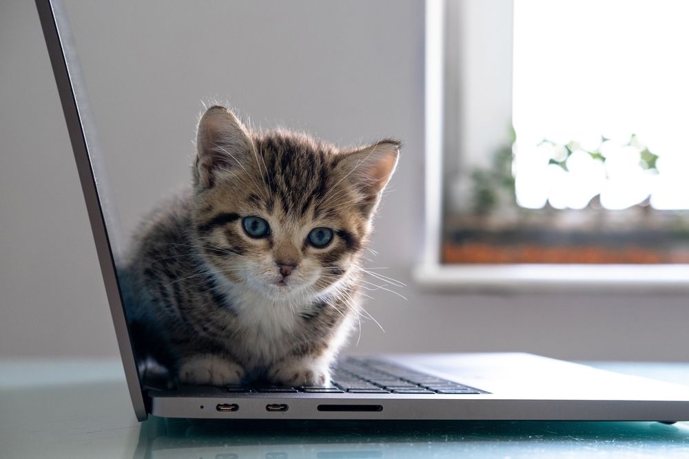Small,striped,kitten,sitting,on,laptop,keyboard,and,looking,at