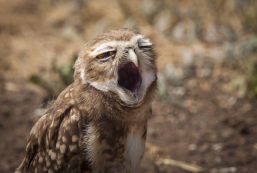 Burrowing,owl,(athene,cunicularia),yawning.,patagonia,,argentina,,south,america
