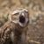 Burrowing,owl,(athene,cunicularia),yawning.,patagonia,,argentina,,south,america