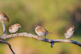 Sparrows,sit,on,a,dry,branch
