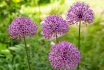 Allium,giganteum,blooming.,few,balls,of,blossoming,allium,flowers.,beautiful