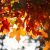 október, ősz, falevelek, narancssárga