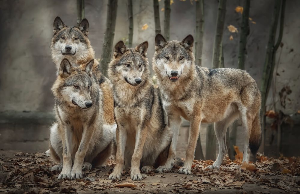 A mai kutyák nem sokban hasonlítanak a farkas ősökre