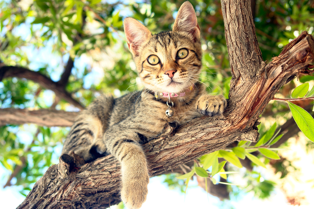 Egy kinti cica sokkkal jobban tudja kontrollálni a saját életét