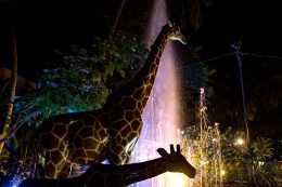 zsiráfok éjszaka az állatkertben