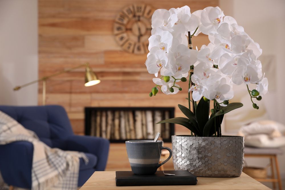 Egy szép orchidea a lakás éke lehet