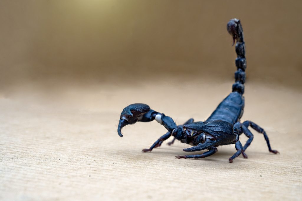 Close,up,scorpion,on,isolated,background,with,copy,space