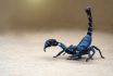 Close,up,scorpion,on,isolated,background,with,copy,space