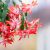 karácsonyi_kaktusz_szobanövény_virág