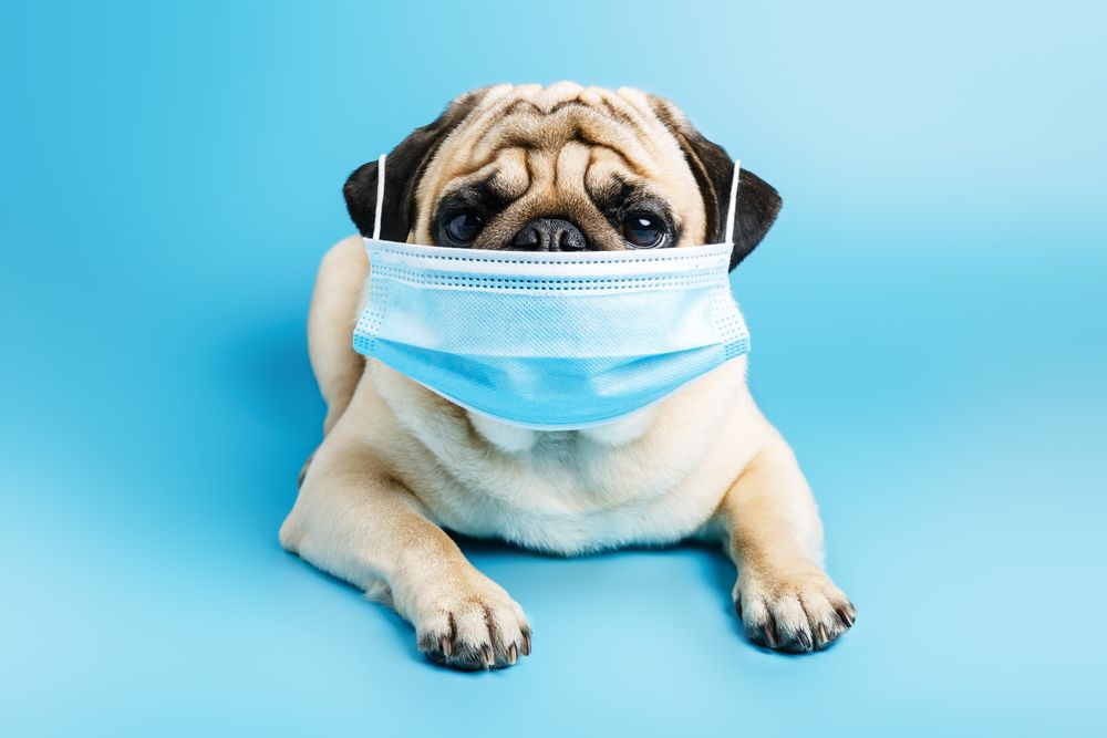 Beige,pug,dog,in,a,surgical,medical,mask,lies,on