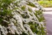Blossom,of,spirea,nipponica,snowmound,in,springtime.,white,flowers,of