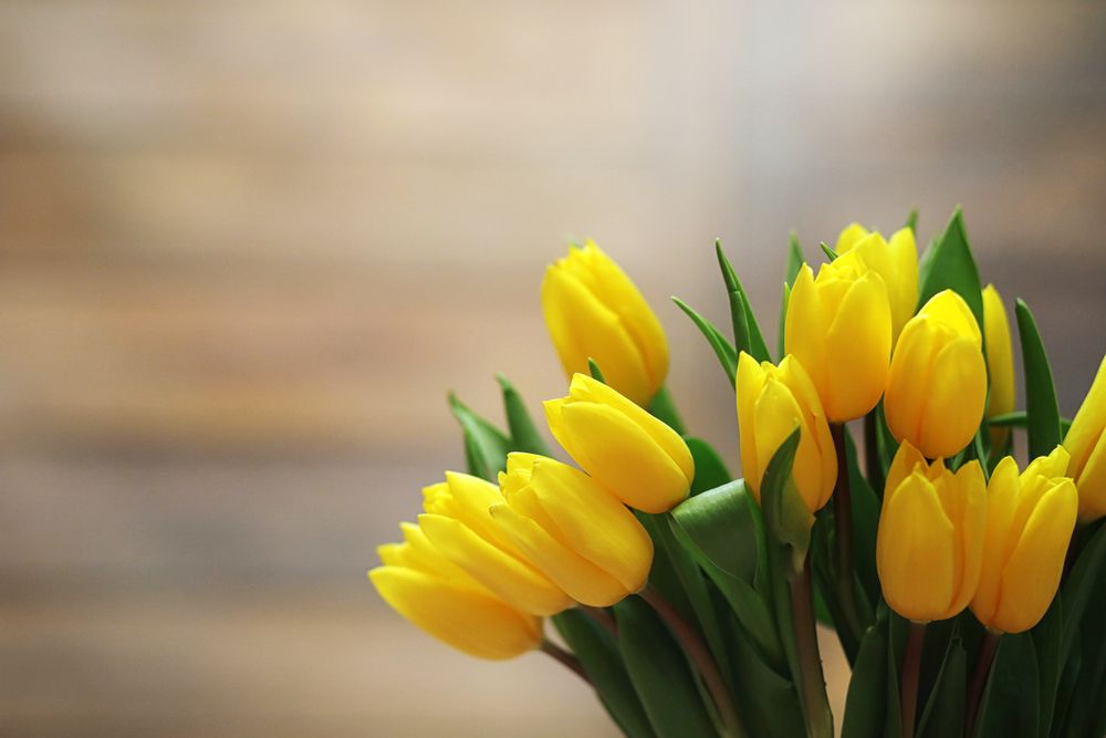 A tulipánmánia a németalföldi gazdaság összeomlását okozta