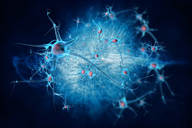 Neuronok az agyban