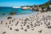 Penguin,colony, ,boulders,beach,,cape,town,,south,africa