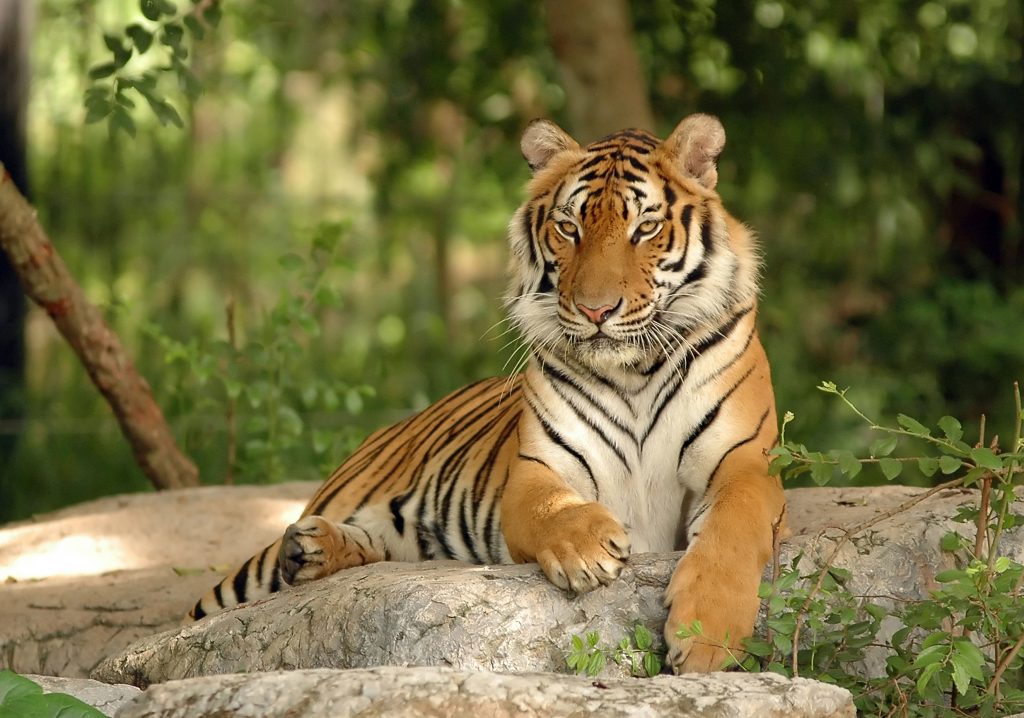 Tiger King, egzotikus, állatok