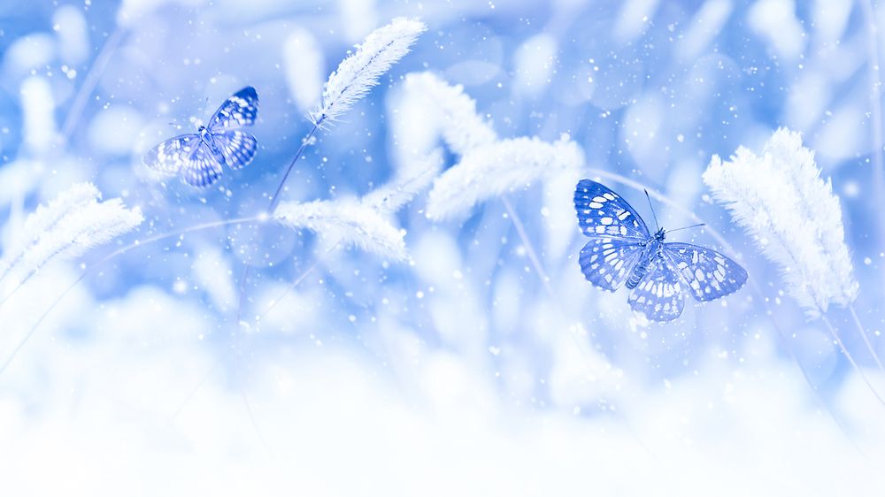 Beautiful,butterflies,in,the,snow,on,the,wild,grass,on
