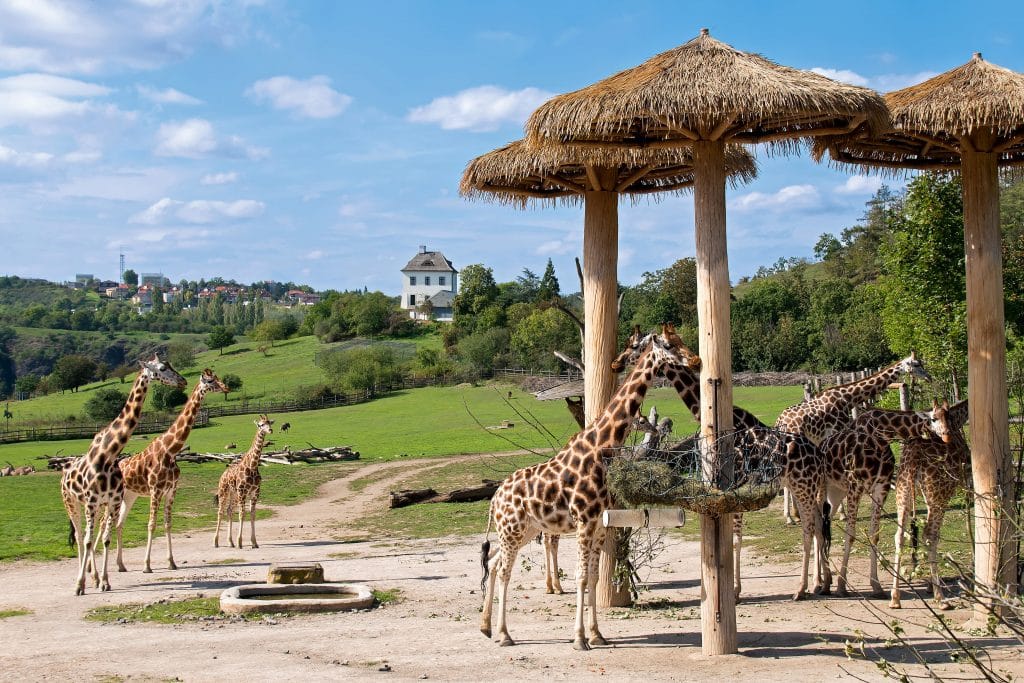 ausztria bécs európai állatkert prága
