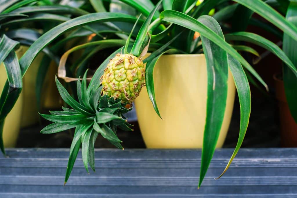 Az ananász akár többéves projekt is lehet