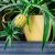 Az ananász akár többéves projekt is lehet
