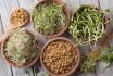 A csíráztatás legnépszerűbb alanyai: lucerna, hagyma, búza és napraforgó