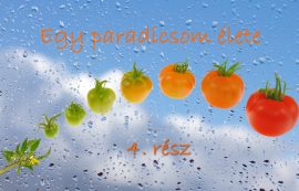 Egy paradicsom élete 4