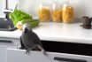 A madárnak nincs dolga a konyhában!