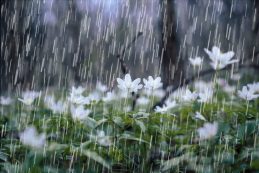 Esős tavasz