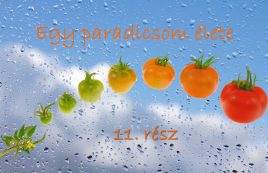 Paradicsom 11
