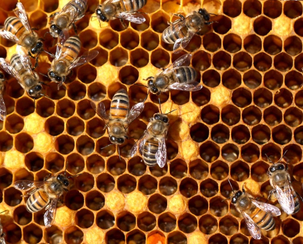 méh, munka, méz, család