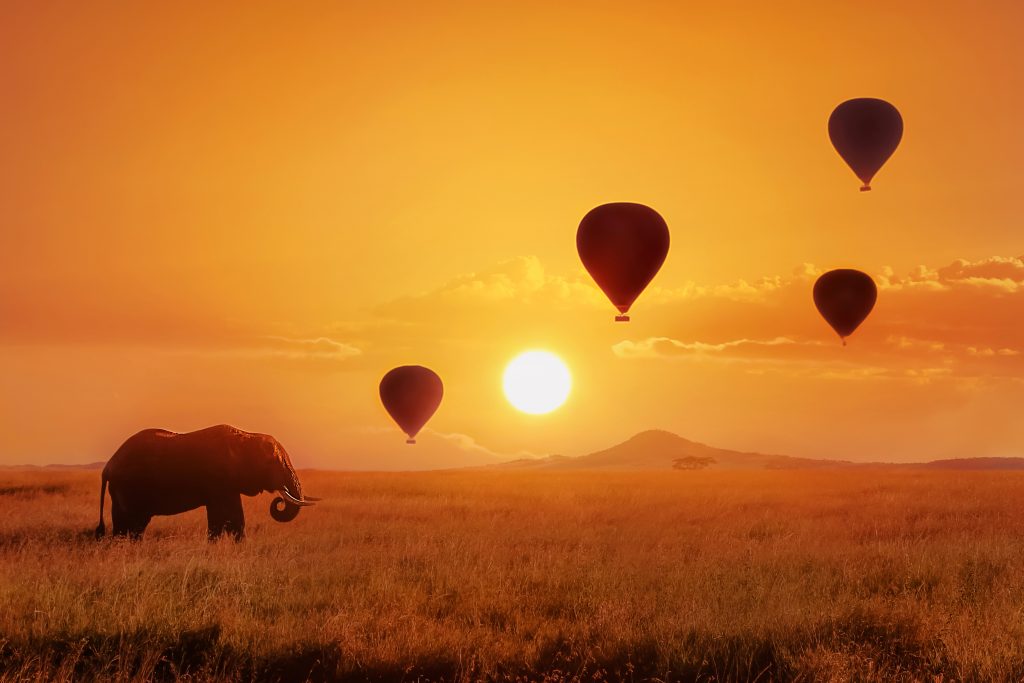 Lonely,african,elephant,against,the,sky,with,balloons,at,sunset.