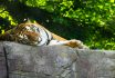 Lazy,tiger,sleeping,on,rock.