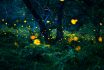 Firefly,flying,in,the,forest.,fireflies,in,the,bush,at