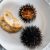 A tengeri sün jellegzetes szicíliai fogás