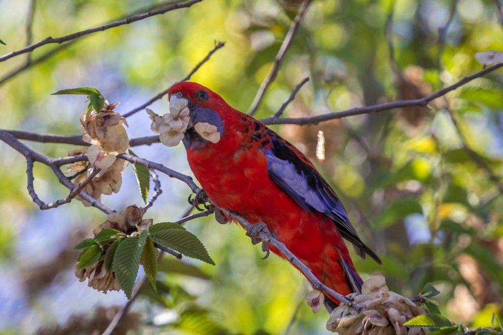 A papagájkedvelők sok ismerős arcot fognak látni  a Miskolci Állatkert és Kultúrparkban