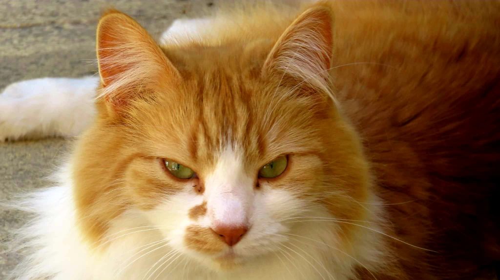 Boo különleges macska: ha a rituális pislogásunk elmarad, fejvesztve menekül előlem
