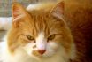 Boo különleges macska: ha a rituális pislogásunk elmarad, fejvesztve menekül előlem