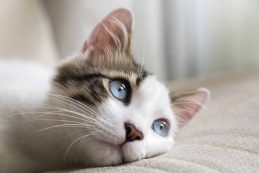 Blue,eyed,cat